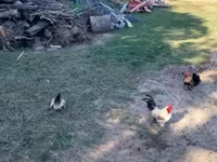Chickens — फ़ोटो 5