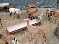 Ovce, Cameroon sheep — foto 1
