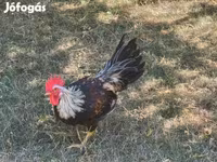 Chickens — photo 2