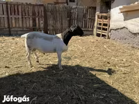 Kos, Dorper sheep — 2. fotó