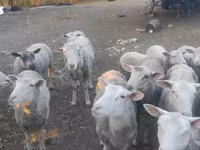 Kos, Merino sheep — 1. fotó