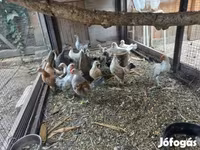Dutch Bantam — photo 3