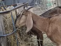 Nőstény kecske, Nubian Goat — 2. fotó