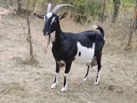母山羊, Toggenburg goat — 照片 1