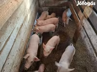 Säue, Schweine — Foto 4