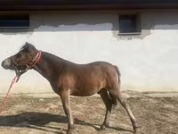 Horse (M), Horses — photo 2