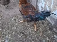 Chickens — 8. fotó