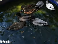 Ducks — 7. fotó
