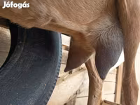 公山羊, Alpine goat — 照片 6