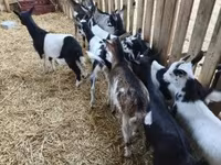 تيس, الماعز — الصورة 2