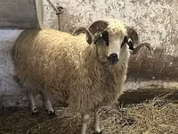 Kos, Racka sheep — 5. fotó