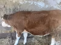 Tehén, Simmental cattle — 2. fotó