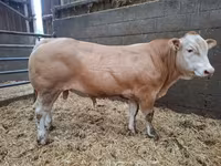 सांड, Blonde d’Aquitane cattle — फ़ोटो 4
