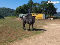 Hengst, Friesian — Foto 3