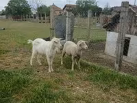 كبش, Merino sheep — الصورة 2