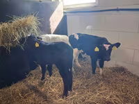 Touro, Simmental cattle — foto 5