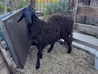 Қошқар, Hissar sheep — 6-сурет
