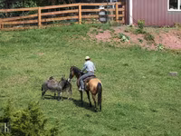 Hing, Quarter Horse — 4. fotó
