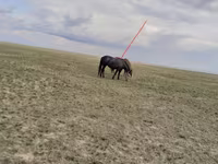 Kanca, Horse breed — 2. fotó