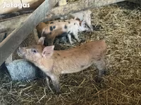 Pigs (batch, sex not specified), Pigs — photo 1