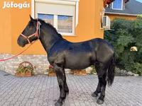Horse (M), Hungarian horse breed — photo 6