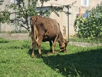 Tehén, Swiss cattle — 4. fotó