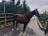 Kanca, Akhal-Teke — 4. fotó