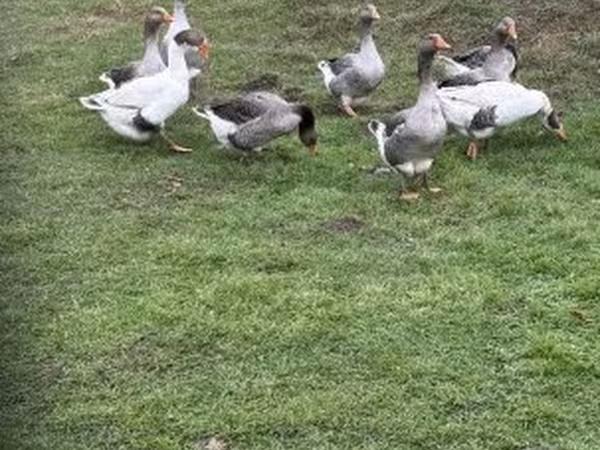 Гуси