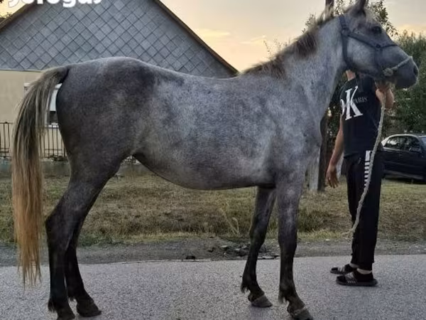 Yegua, Caballos