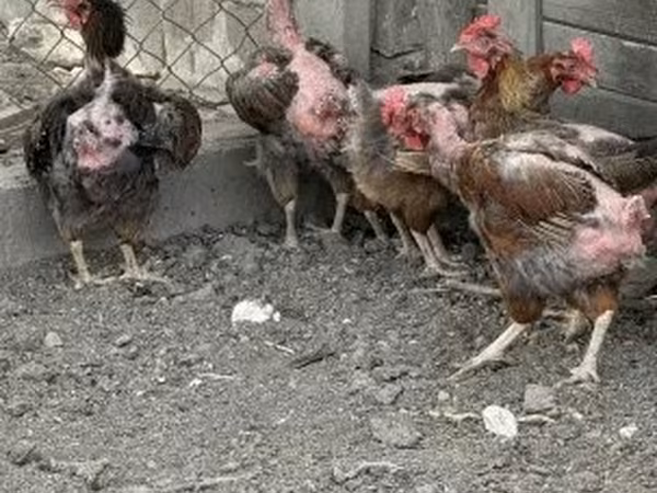 Куры