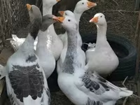 Geese — الصورة 1