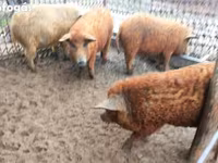 Boar, Мангалица — photo 1