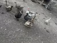Ducks — 2-сурет