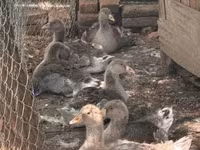 Geese — foto 1