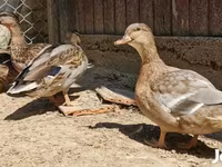 Ducks — Foto 1