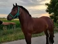母马, Horses — 照片 3