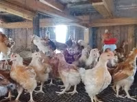 Chickens — الصورة 4