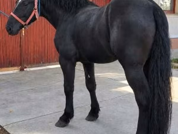 Caballo, Caballos