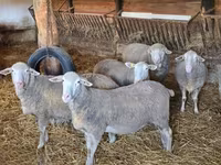 公羊, Merino sheep — 照片 3