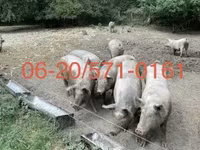 Süldőanya, Sertések — 1. fotó