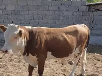 Bull, Swiss cattle — photo 3