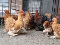Pekin Bantam — foto 2