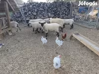 نعجة, German Blackheaded Mutton sheep — الصورة 2