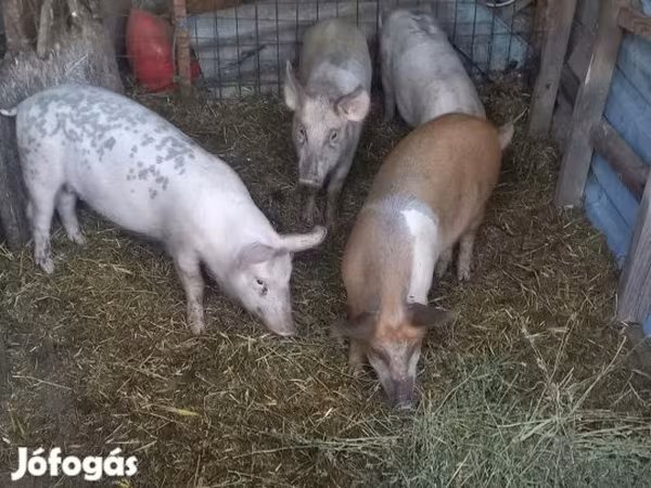 Kan, Sertések — Magyarország