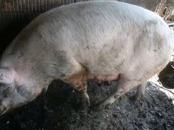 母猪, Pigs — 匈牙利
