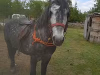 Horse (M), Horses — photo 2