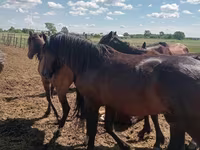 公马, Kushum Horse — 照片 3
