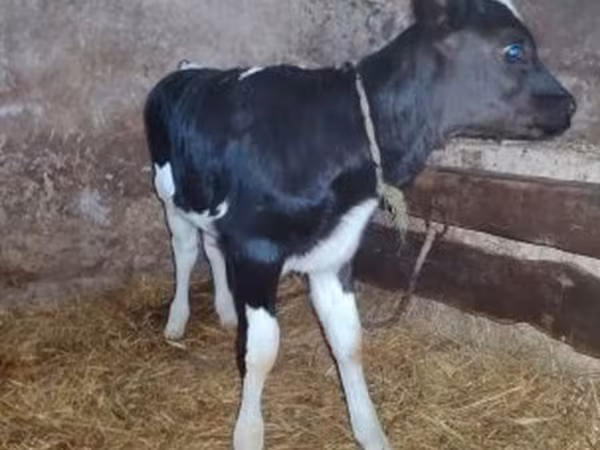 Bika, Russian Black pied cattle — Magyarország
