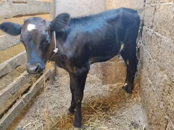 Tehén, Aberdeen-Angus