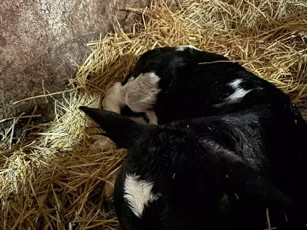 Bull, Cattle